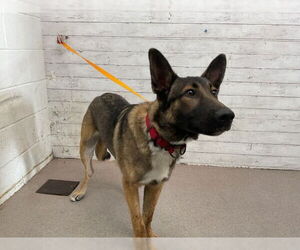 German Shepherd Dog Dogs for adoption in San Bernardino, CA, USA