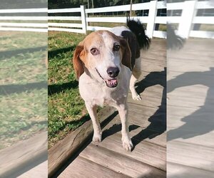 American Foxhound-Unknown Mix Dogs for adoption in Sanderson, FL, USA