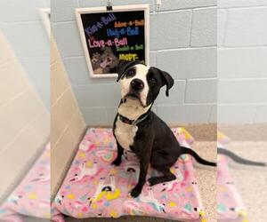 Bulldog-Labrador Retriever Mix Dogs for adoption in Brighton, CO, USA