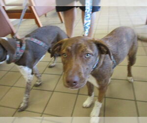 Catahoula Leopard Dog-Unknown Mix Dogs for adoption in Ocala, FL, USA