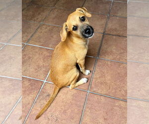 Mutt Dogs for adoption in miami, FL, USA