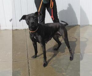 American Pit Bull Terrier Dogs for adoption in Louisville, KY, USA