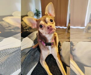 Chihuahua-Unknown Mix Dogs for adoption in Caribou, ME, USA