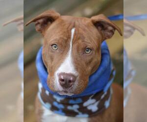American Staffordshire Terrier Dogs for adoption in SHELTER  IS LOCATED ON:      Mt Moriah Rd., Winton, NC, USA