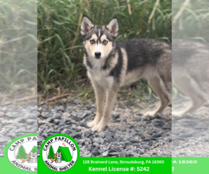Huskies -Pomeranian Mix Dogs for adoption in Stroudsburg, PA, USA