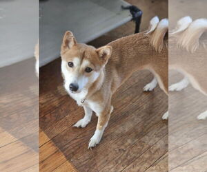 Shiba Inu Dogs for adoption in Williamsburg, IA, USA