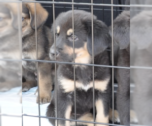 Mutt Dogs for adoption in Brooklyn, NY, USA