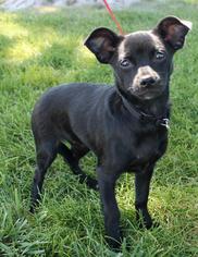 Chihuahua Dogs for adoption in Albuquerque, NM, USA
