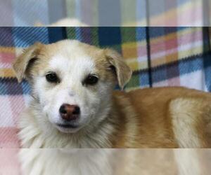 Mutt Dogs for adoption in Thief River Falls, MN, USA