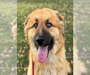 Anatolian Pyrenees Dogs for adoption in Woodland, CA, USA