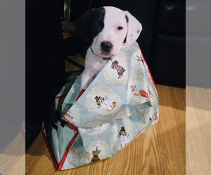 Labbe Dogs for adoption in Princeton, MN, USA