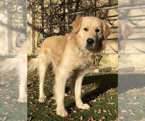 Golden Pyrenees Dogs for adoption in PIPE CREEK, TX, USA