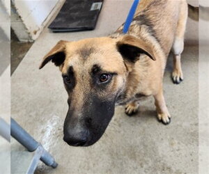 German Shepherd Dog Dogs for adoption in San Bernardino, CA, USA