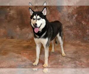 Siberian Husky Dogs for adoption in West Valley, UT, USA