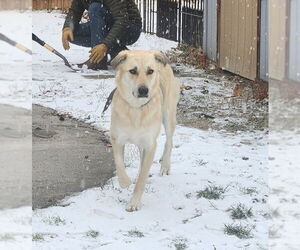 Anatolian Shepherd-Great Pyrenees Mix Dogs for adoption in Higley, AZ, USA