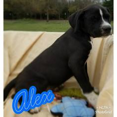Medium Photo #1 American Staffordshire Terrier-Unknown Mix Puppy For Sale in Lone Oak, TX, USA