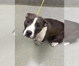 American Bulldog-Unknown Mix Dogs for adoption in Las Vegas, NV, USA