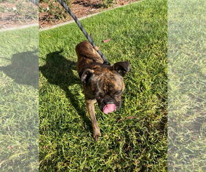 Frenchie Pug Dogs for adoption in Victorville, CA, USA