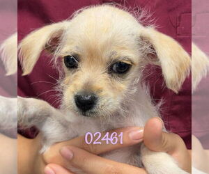 Mutt Dogs for adoption in Chico, CA, USA