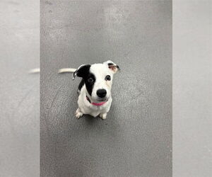 Labrador Retriever-Unknown Mix Dogs for adoption in Corpus Christi, TX, USA