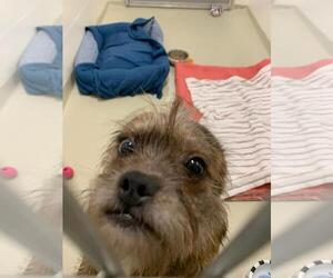 Mutt Dogs for adoption in Fremont, CA, USA