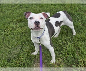 American Pit Bull Terrier-Unknown Mix Dogs for adoption in Millersville, MD, USA