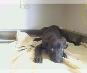 Black and Tan Coonhound-Unknown Mix Dogs for adoption in Sacramento, CA, USA