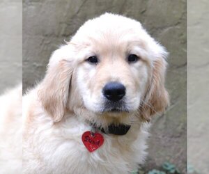 Small Golden Retriever