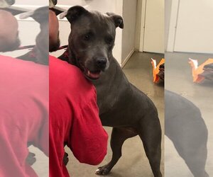 American Pit Bull Terrier-Labrador Retriever Mix Dogs for adoption in Amarillo, TX, USA