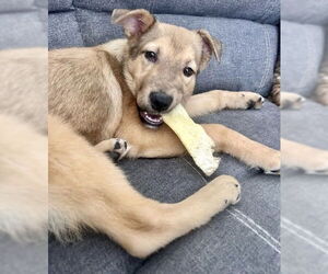 Shepradors Dogs for adoption in Princeton, MN, USA