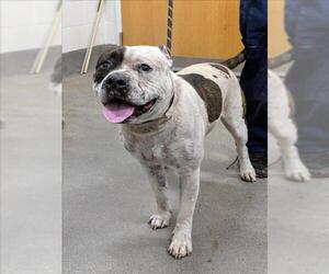 American Bulldog-Unknown Mix Dogs for adoption in Forestville, MD, USA