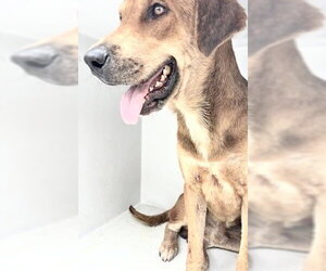 Labrador Retriever Dogs for adoption in Houston, TX, USA