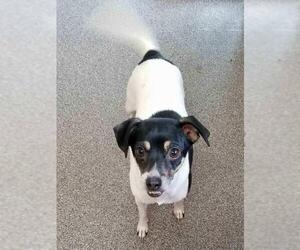 Rat Terrier Dogs for adoption in Park Falls, WI, USA
