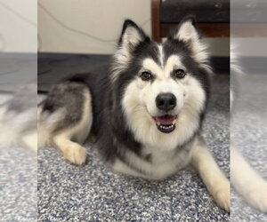 Siberian Husky Dogs for adoption in Bemidji, MN, USA