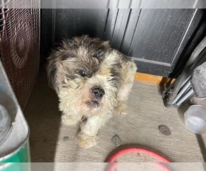 Maltese Dogs for adoption in Houston, TX, USA