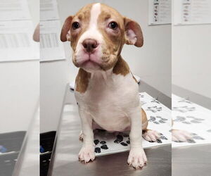 American Pit Bull Terrier Dogs for adoption in Minneapolis, MN, USA