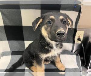 German Shepherd Dog Dogs for adoption in HESPERIA, CA, USA