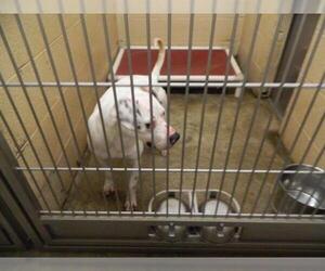 American Pit Bull Terrier-Unknown Mix Dogs for adoption in Pikeville, KY, USA