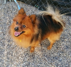 Pomeranian Dogs for adoption in Mukwonago, WI, USA
