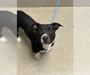 American Pit Bull Terrier-Dachshund Mix Dogs for adoption in Las Vegas, NV, USA