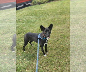 Mutt Dogs for adoption in Plainfield, IL, USA