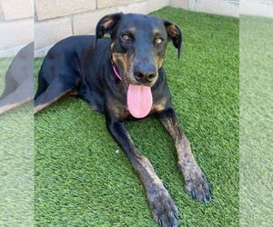Doberman Pinscher-Labrador Retriever Mix Dogs for adoption in San Diego, CA, USA