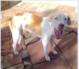 Boxer-English Springer Spaniel Mix Dogs for adoption in Von Ormy, TX, USA