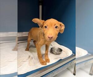 Labrador Retriever-Unknown Mix Dogs for adoption in Conroe, TX, USA