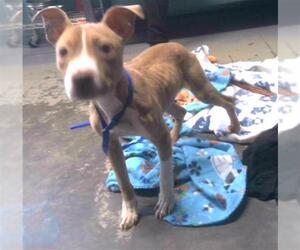 American Staffordshire Terrier-Unknown Mix Dogs for adoption in Tallahassee, FL, USA