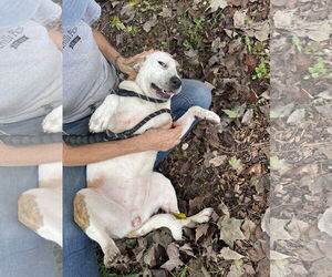 Red Heeler-Unknown Mix Dogs for adoption in Sparta, TN, USA