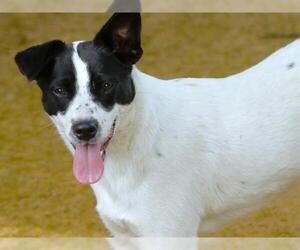 Mutt Dogs for adoption in Tallahassee, FL, USA