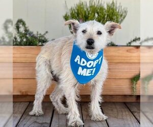 Cairn Terrier Dogs for adoption in Pacific Grove, CA, USA
