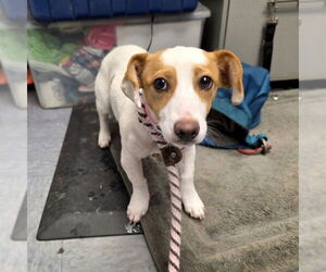 Mutt Dogs for adoption in Long Beach, CA, USA