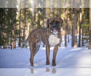 American Pit Bull Terrier-Saint Bernard Mix Dogs for adoption in Laramie, WY, USA